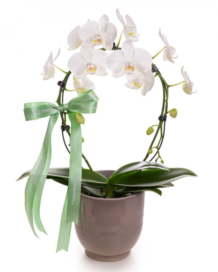 Mirror Mirracle Phalaenopsis Orchid – imaginea 1