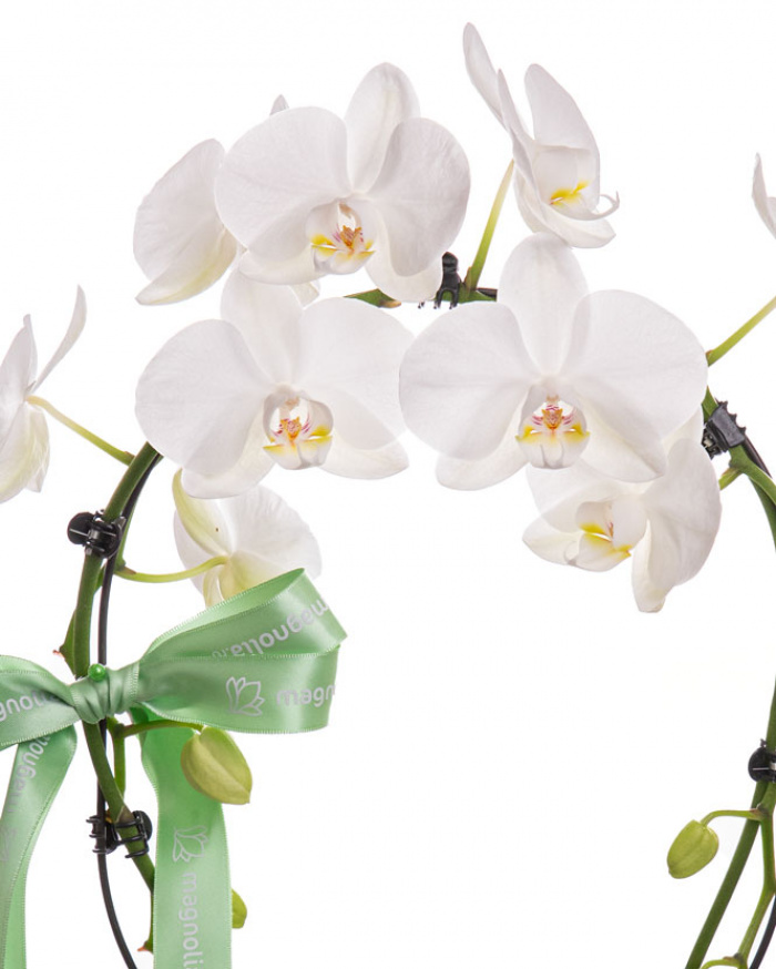 Mirror Mirracle Phalaenopsis Orchid – imaginea 2