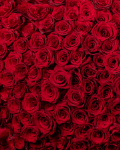 Buchet 201 trandafiri roșii „Timeless Romance” – imaginea 2