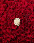 Bouquet of 200 red roses and one white rose – the image 2