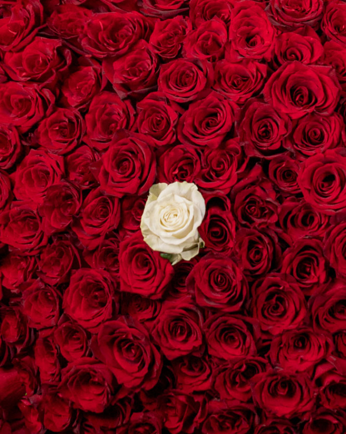 Bouquet of 200 red roses and one white rose – the image 2