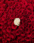 ”Forever Yours” 201 Roses and Heart-Shaped Balloons