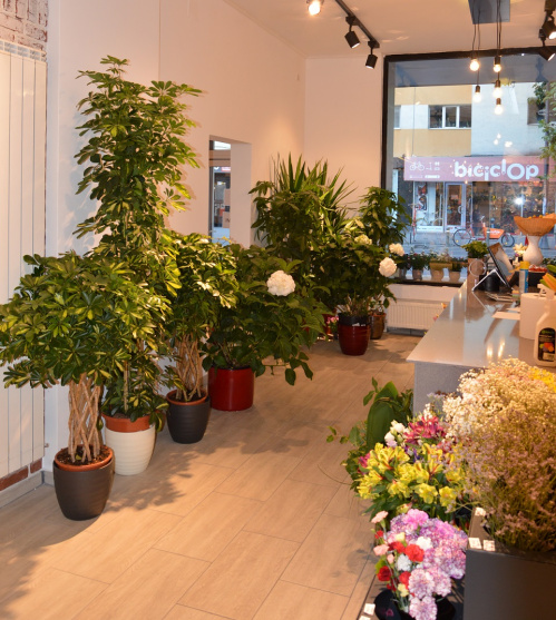Dorobanti- Bucharest – imaginea 3