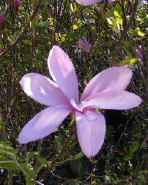 Magnolia – Instrucțiuni de îngrijire – imaginea 1