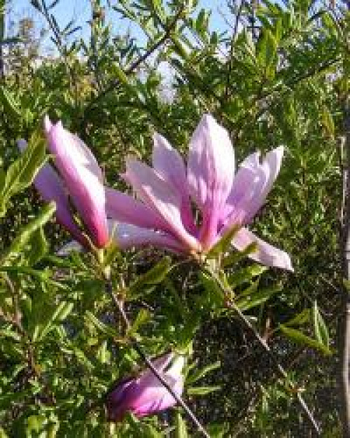 Magnolia – Instrucțiuni de îngrijire – imaginea 4