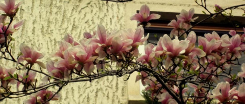 Magnolia – Instrucțiuni de îngrijire – imaginea 7