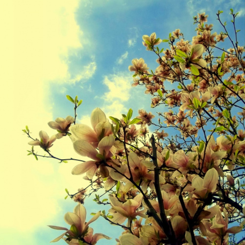 Magnolia – Instrucțiuni de îngrijire – imaginea 8
