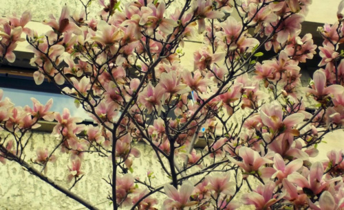 Magnolia – Instrucțiuni de îngrijire – imaginea 9