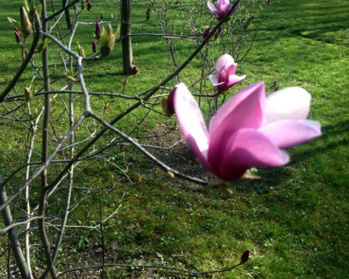 Magnolia – Instrucțiuni de îngrijire – imaginea 10