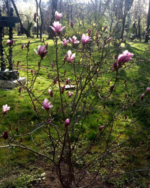 Magnolia – Instrucțiuni de îngrijire – imaginea 11