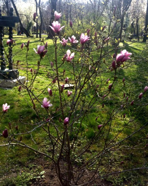 Magnolia – Instrucțiuni de îngrijire – imaginea 11