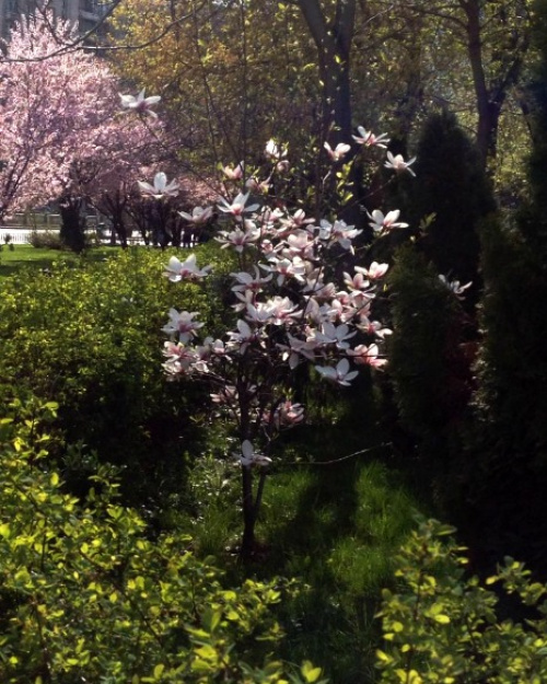 Magnolia – Instrucțiuni de îngrijire – imaginea 12