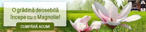 Magnolia – Instrucțiuni de îngrijire – imaginea 14
