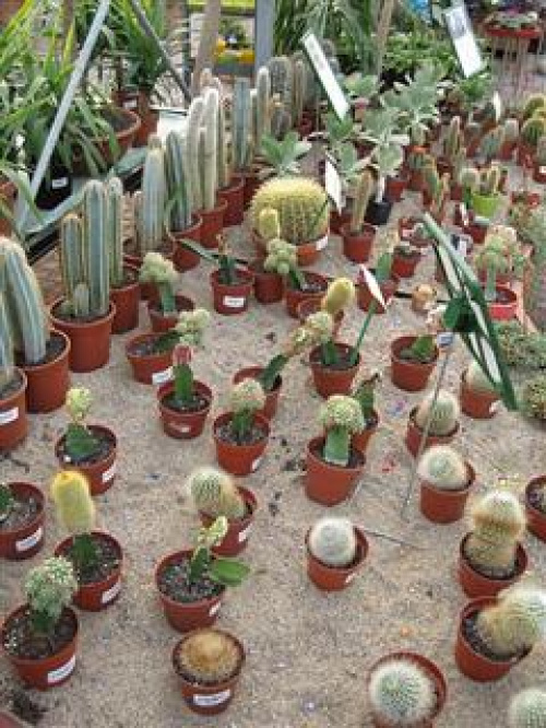 Instrucțiuni de îngrijire și informații despre cactuși – imaginea 1