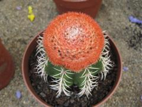 Instrucțiuni de îngrijire și informații despre cactuși – imaginea 2