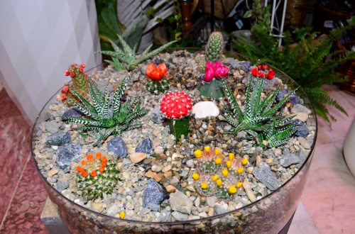 Instrucțiuni de îngrijire și informații despre cactuși – imaginea 3