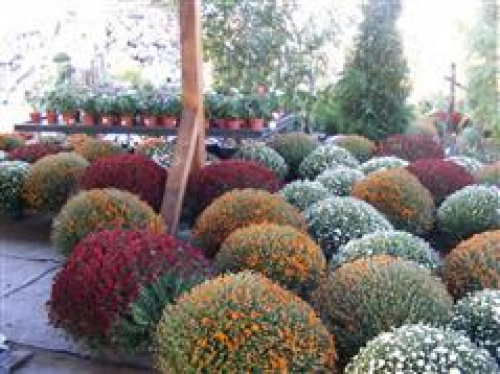 PREGĂTIREA PLANTELOR PENTRU IERNAT – imaginea 1