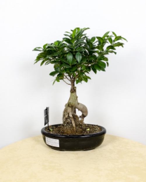 INSTRUCTIUNI DE INGRIJIRE PENTRU BONSAI (1) – imaginea 2