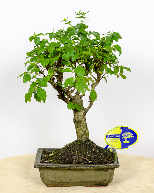 INSTRUCTIUNI DE INGRIJIRE PENTRU BONSAI (1) – imaginea 3