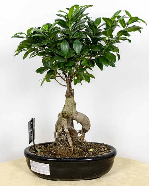 INSTRUCTIUNI DE INGRIJIRE PENTRU BONSAI (1) – imaginea 4