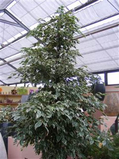 DESPRE FICUS - FICUS BENJAMINA – imaginea 2