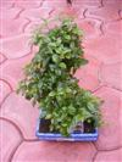 FICUS MICROCARPA