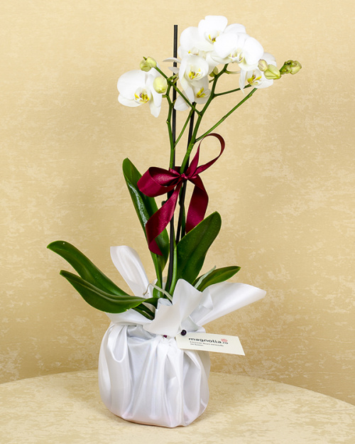 PHALAENOPSIS- o plantă unică, elegantă şi durabilă – imaginea 1