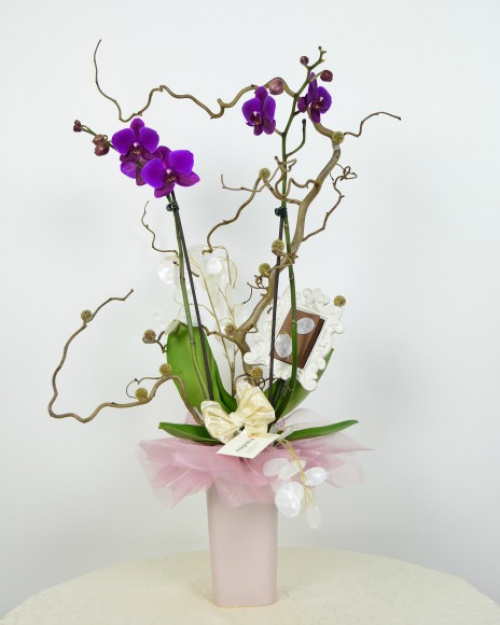 PHALAENOPSIS- o plantă unică, elegantă şi durabilă – imaginea 2