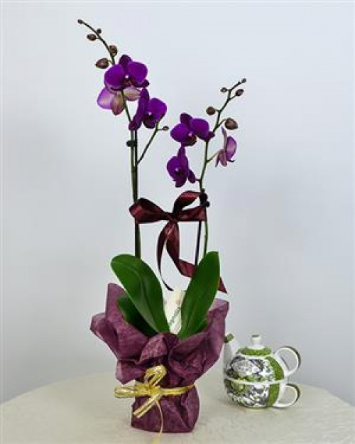 PHALAENOPSIS- o plantă unică, elegantă şi durabilă – imaginea 3