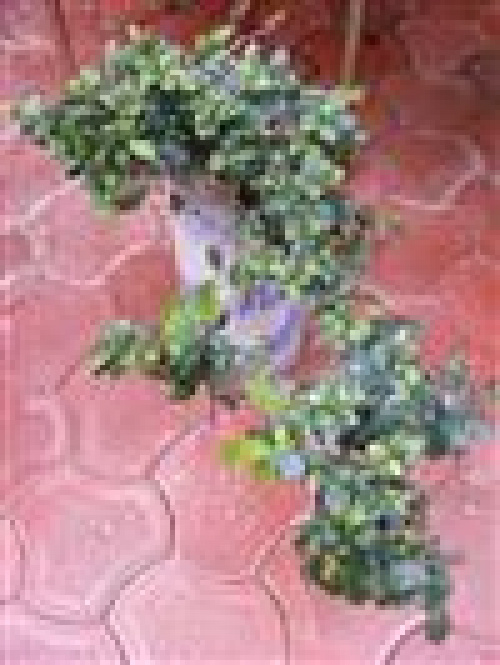 STILURI DE BONSAI – imaginea 1