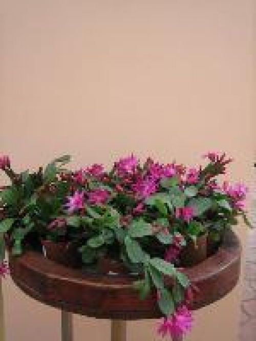 PLANTE RECOMANDATE PENTRU DECORAREA BUCĂTĂRIILOR ŞI A BĂILOR – imaginea 1