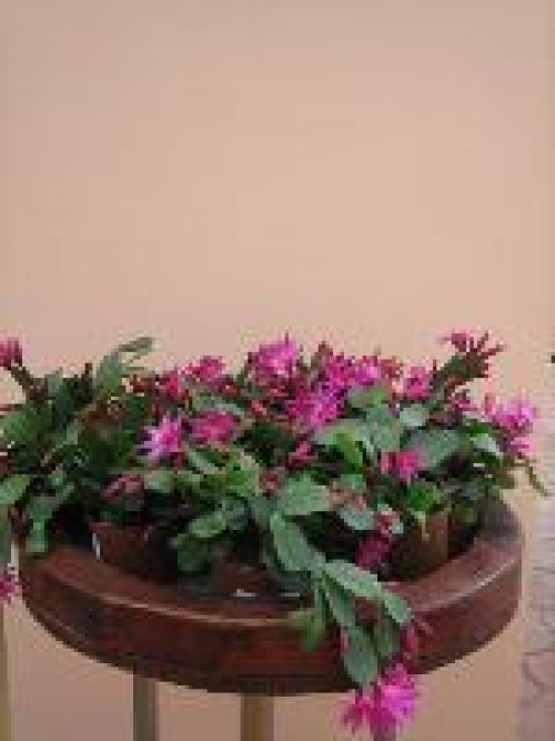 PLANTE RECOMANDATE PENTRU DECORAREA BUCĂTĂRIILOR ŞI A BĂILOR – imaginea 1