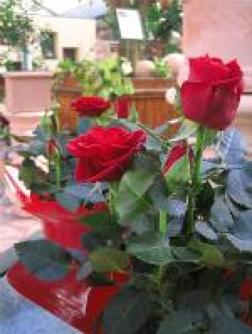 PLANTE RECOMANDATE PENTRU DECORAREA BUCĂTĂRIILOR ŞI A BĂILOR – imaginea 3