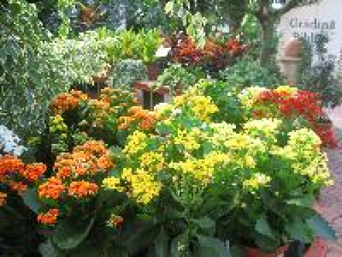 PLANTE RECOMANDATE PENTRU DECORAREA BUCĂTĂRIILOR ŞI A BĂILOR – imaginea 4