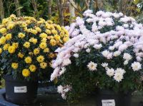 PLANTE RECOMANDATE PENTRU DECORAREA BUCĂTĂRIILOR ŞI A BĂILOR – imaginea 5