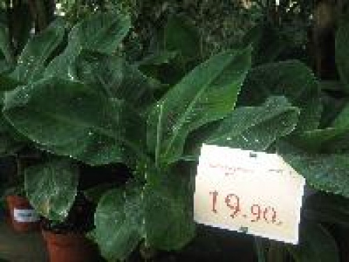 PLANTE RECOMANDATE PENTRU DECORAREA BUCĂTĂRIILOR ŞI A BĂILOR – imaginea 6