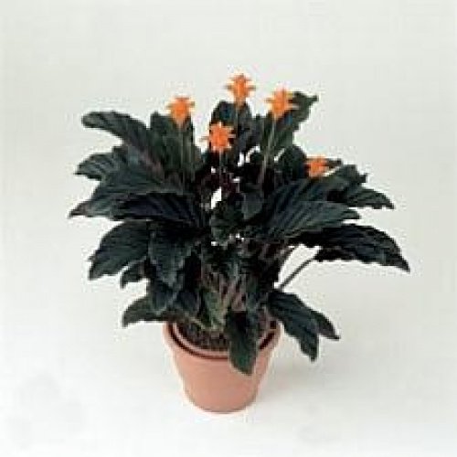PLANTE RECOMANDATE PENTRU DECORAREA BUCĂTĂRIILOR ŞI A BĂILOR – imaginea 7