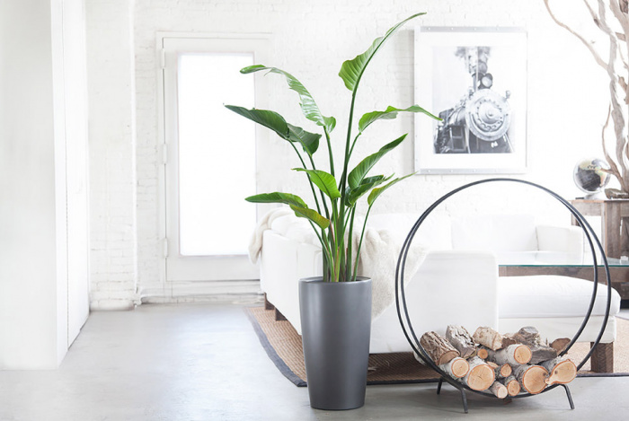 Amenajări interioare cu plante ornamentale Amenajări interioare cu plante ornamentale