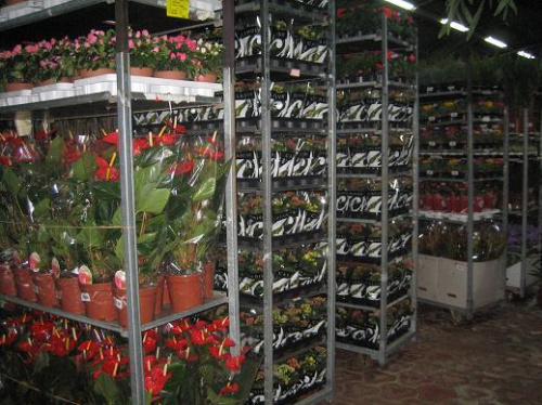 Distribuţie şi vânzare flori en gros – imaginea 4