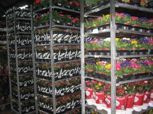 Distribuţie şi vânzare flori en gros – imaginea 5