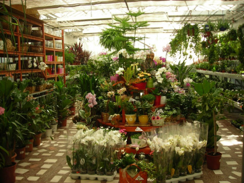 Distribuţie şi vânzare flori en gros – imaginea 7