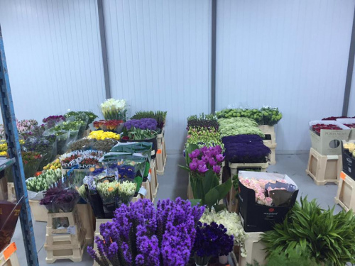 Distribuţie şi vânzare flori en gros – imaginea 10