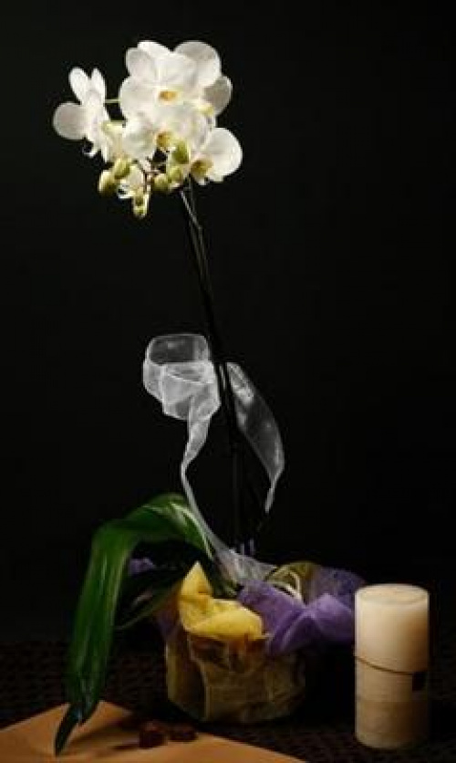 CUM SĂ CREŞTEM DURATA DE VIAŢĂ A FLORILOR – imaginea 2