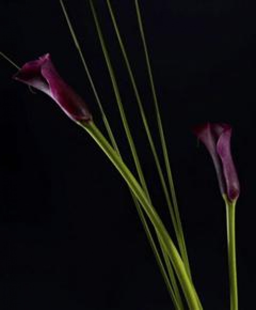 CUM SĂ CREŞTEM DURATA DE VIAŢĂ A FLORILOR – imaginea 3
