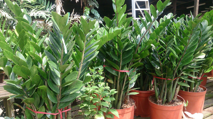 Zamioculcas Zamiifolia