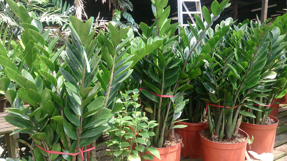 Zamioculcas Zamiifolia