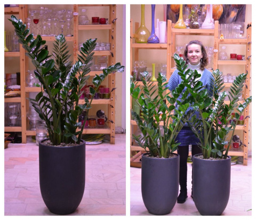 Zamioculcas Zamiifolia – imaginea 1