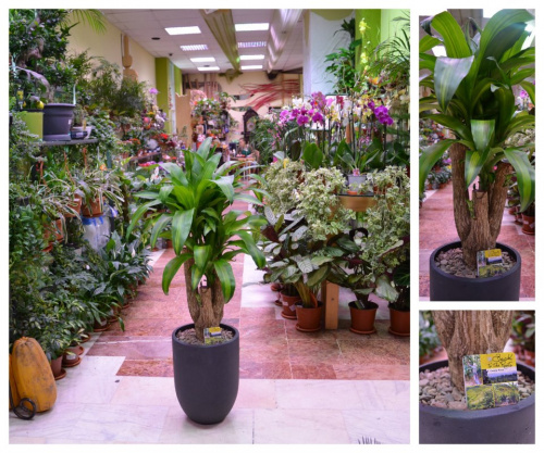 Dracaena Massangeana – imaginea 1
