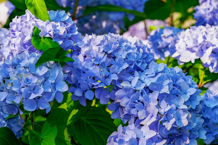 Hortensia (Hydrangea)- plantare și îngrijire