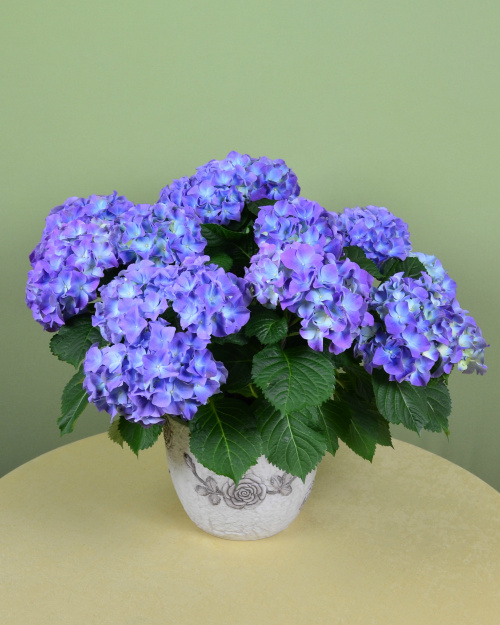 Hortensia (Hydrangea)- plantare și îngrijire – imaginea 1